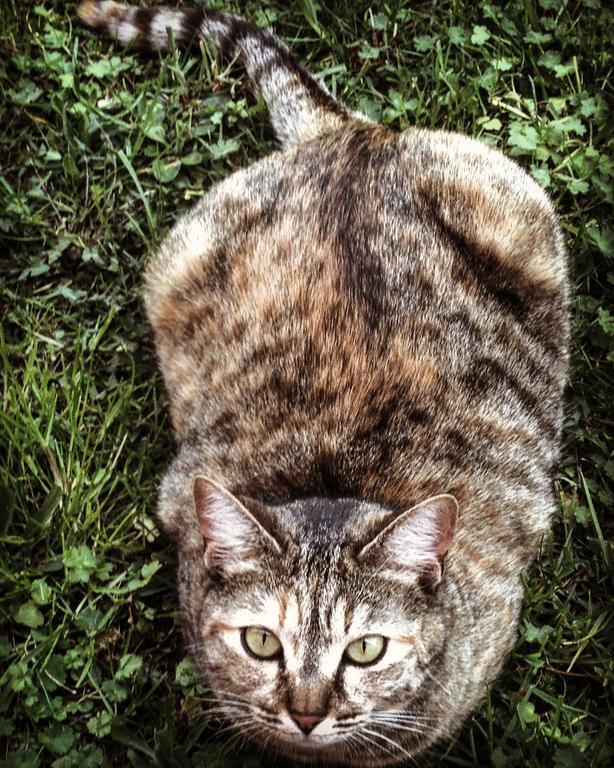 Вилла Ca' Dei Gatti Тосколано-Мадерно Экстерьер фото